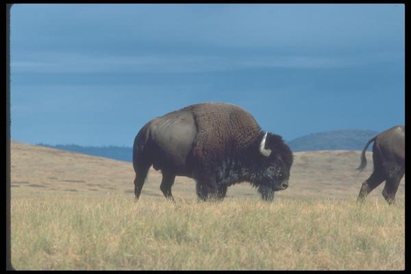 094078 Bison A4 Photo Print
