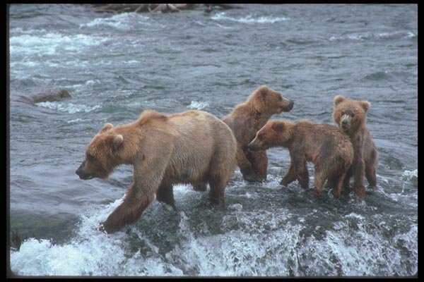 094079 Grizzly And Cubs A4 Photo Print