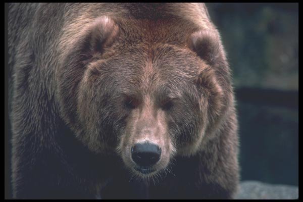 094080 Grizzly A4 Photo Print