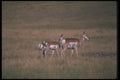 094081 Pronghorn A4 Photo Print