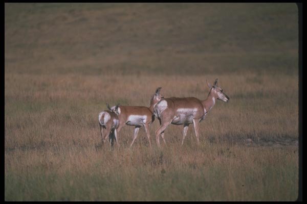 094081 Pronghorn A4 Photo Print