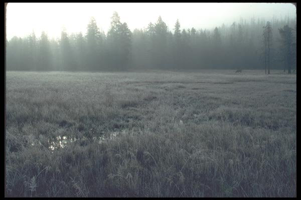 094085 Frosty Meadow A4 Photo Print