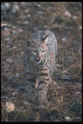 094087 Bobcat A4 Photo Print
