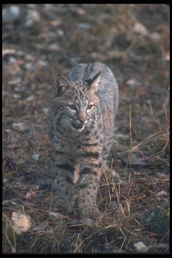 094087 Bobcat A4 Photo Print