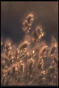 094088 Fall Grasses A4 Photo Print