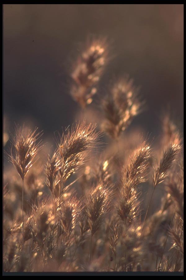 094088 Fall Grasses A4 Photo Print