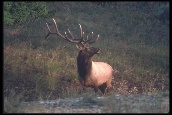 094090 Bull Elk A4 Photo Print
