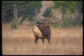 094091 Bull Elk, Baseline A4 Photo Print