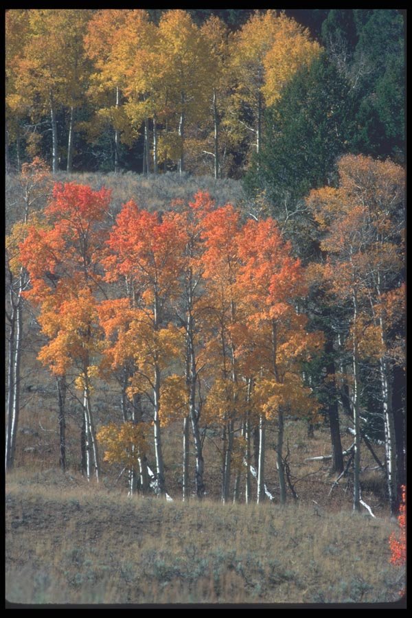 094092 Fall Colors A4 Photo Print