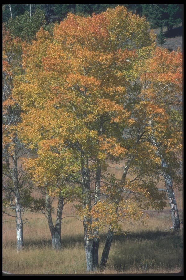 094093 Aspens A4 Photo Print