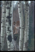 094094 Cougar In Aspens A4 Photo Print