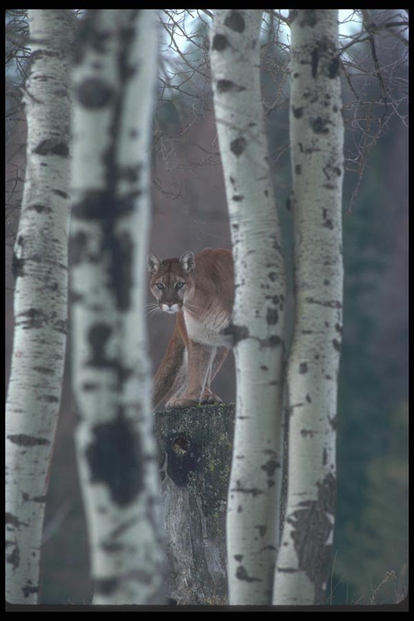094094 Cougar In Aspens A4 Photo Print