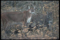 094095 Cougar And Cub A4 Photo Print