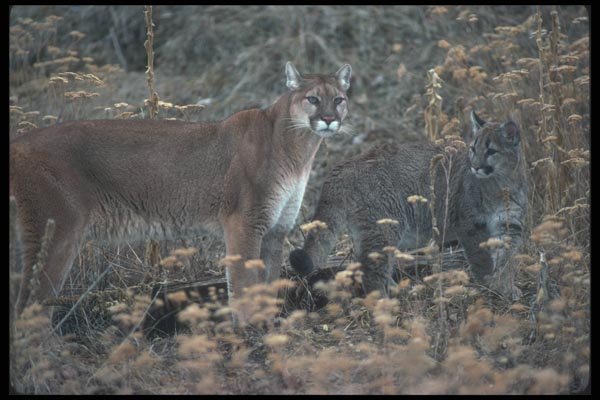 094095 Cougar And Cub A4 Photo Print