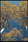 094096 Aspens A4 Photo Print