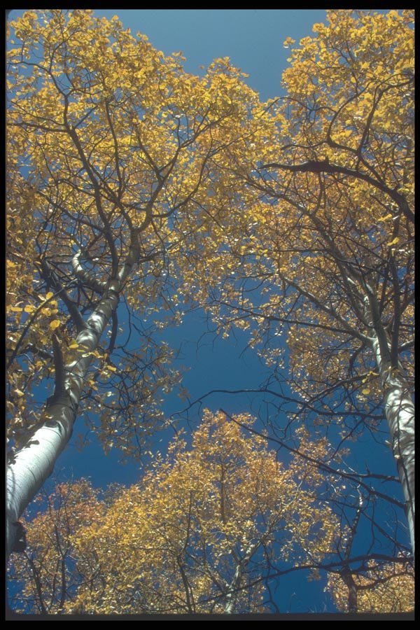 094096 Aspens A4 Photo Print