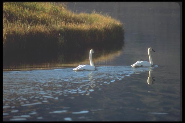 094097 Trumpter Swans A4 Photo Print