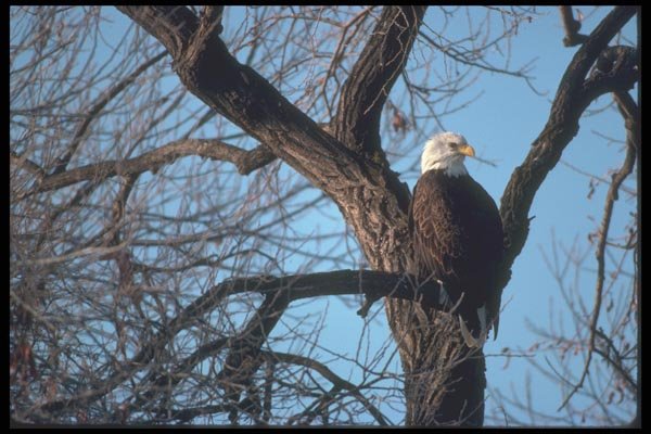094099 Bald Eagle In Cottonwood A4 Photo Print