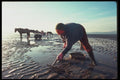 095022 Gower Peninsula, West Of Swansea, Cocle Picker. A4 Photo Print