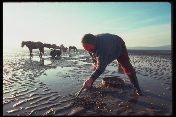 095022 Gower Peninsula, West Of Swansea, Cocle Picker. A4 Photo Print