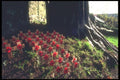 095027 Laugharne, St Martin's Church Where Dylan Thomas Is Buried A4 Photo Print