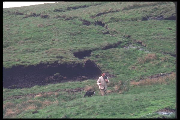 095063 Simon Jones With Sheepdog, Bringing In Sheep A4 Photo Print