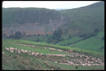 095064 Simon Jones And Family Gathering Sheep A4 Photo Print
