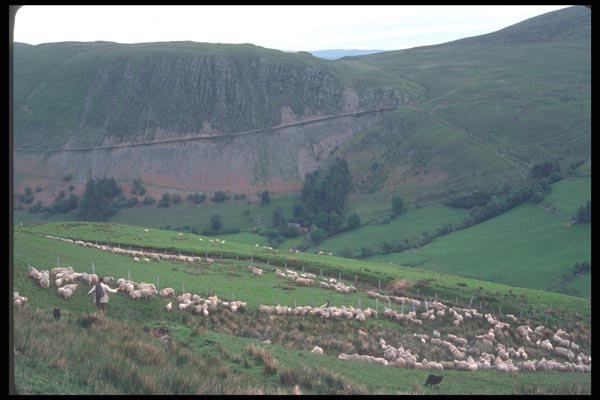 095064 Simon Jones And Family Gathering Sheep A4 Photo Print