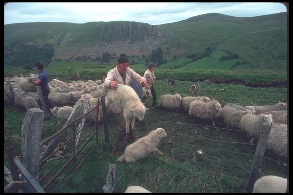 095065 Simon Jones And Family Sorting Sheep A4 Photo Print