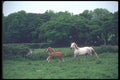 095080 Welsh Ponies At Llanwnda, South Of Caernarfon A4 Photo Print