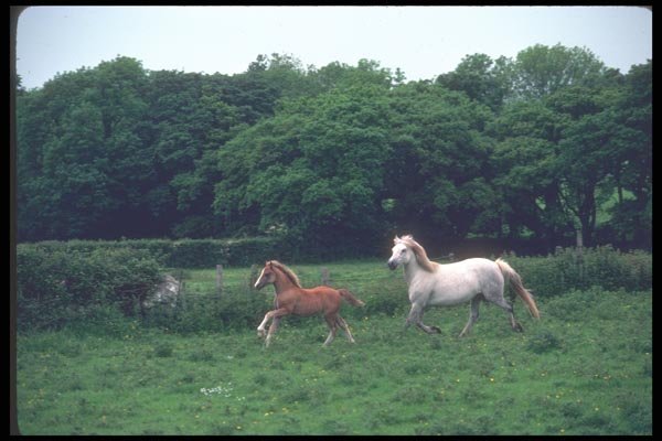 095080 Welsh Ponies At Llanwnda, South Of Caernarfon A4 Photo Print