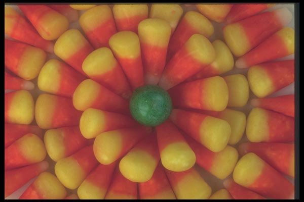 096017 Gumball Amongst Cornshoots A4 Photo Print