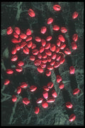 096050 Pistachios A4 Photo Print