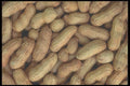 096052 Peanuts A4 Photo Print