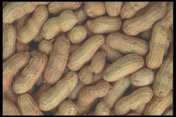 096052 Peanuts A4 Photo Print