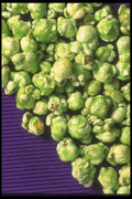 096061 Pistachio Popcorn A4 Photo Print