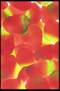 096085 Apricots A4 Photo Print