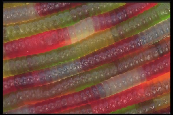 096088 Gummy Worms A4 Photo Print