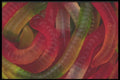 096090 Gummy Worms A4 Photo Print