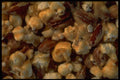096092 Poppycock A4 Photo Print