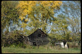 097004 Collapsed Barn Under Fall Foliage A4 Photo Print