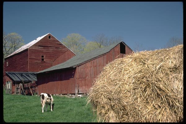 097010 Old Red Barns And Hay A4 Photo Print