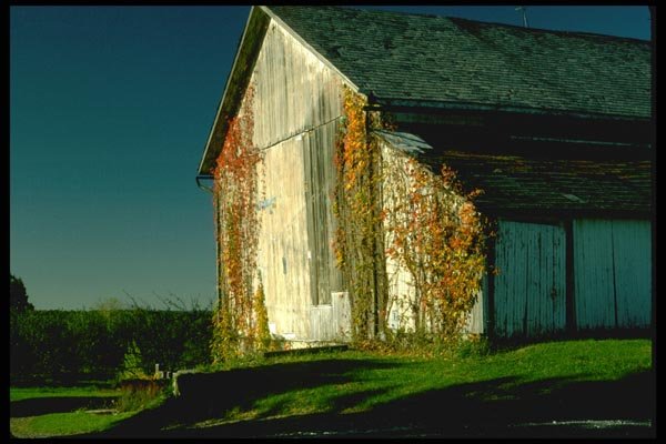 097012 Red Ivy Covered Barn A4 Photo Print