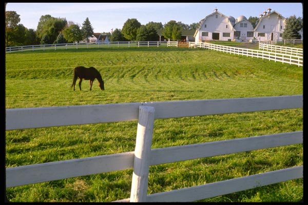 097018 Horse Farm With White Barns A4 Photo Print