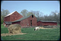 097019 Cow Barns With Stone Foundation A4 Photo Print