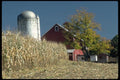 097023 Barn And Silo Behind Cornfield A4 Photo Print