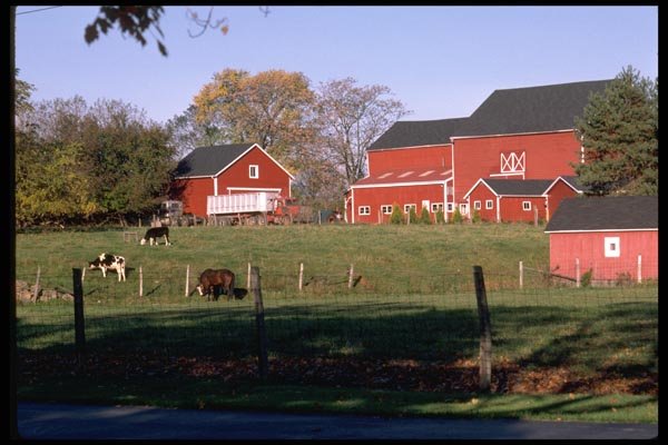 097036 Red Barns, Truck And Farm Animals A4 Photo Print