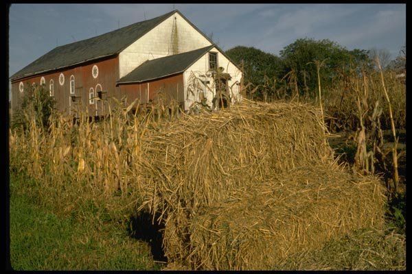 097047 Pennsylvania Barn With Corn Stalks A4 Photo Print