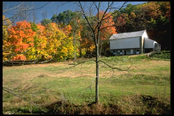 097048 White Barn And Fall Trees A4 Photo Print
