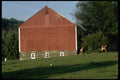 097049 Red Barn With Stone Foundation And Cows A4 Photo Print